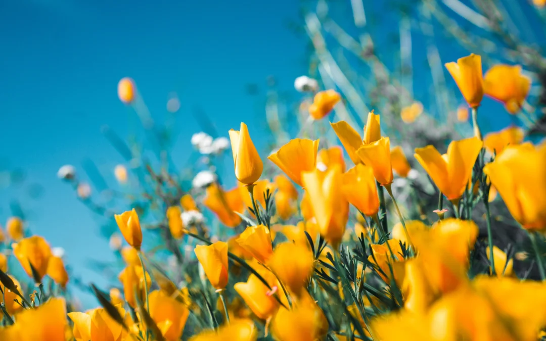 Summer Health and Traditional Chinese Medicine