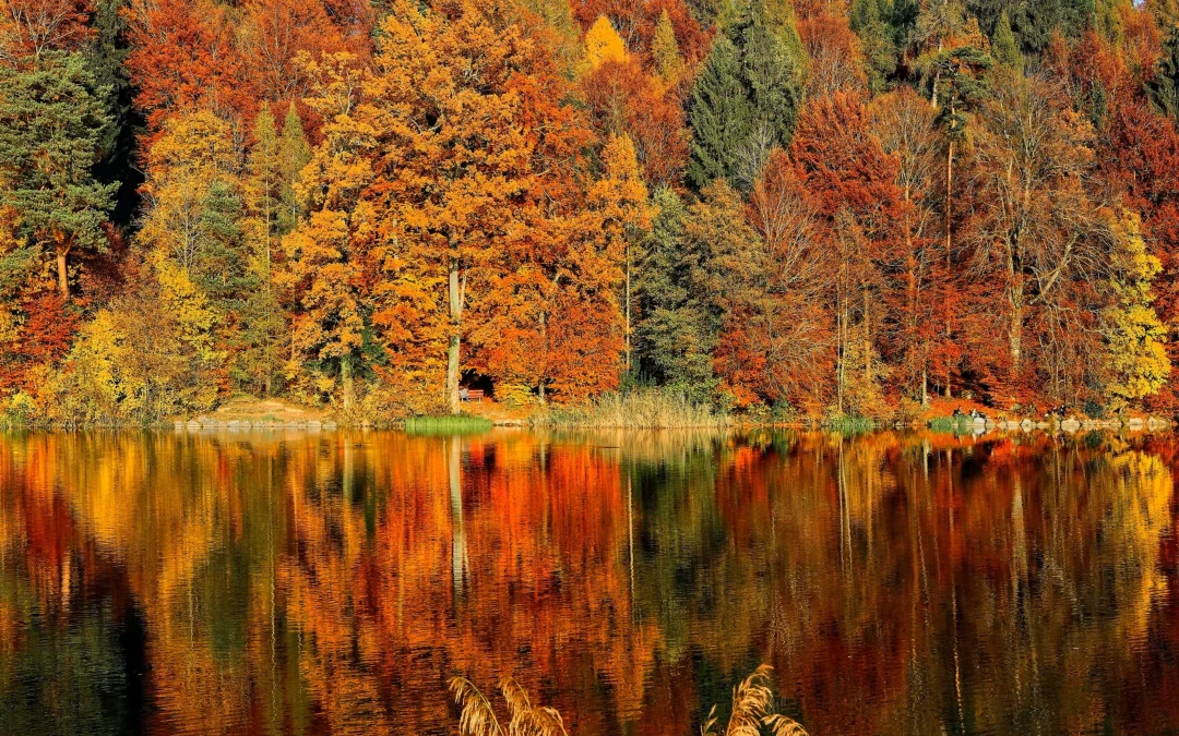 Healthy Fall Tips From Traditional Chinese Medicine